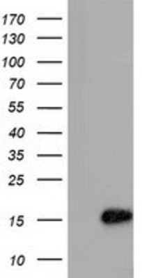 Western Blot: C15orf40 Antibody (2B7) [NBP2-02751] - HEK293T cells were transfected with the pCMV6-ENTRY control (Left lane) or pCMV6-ENTRY C15orf40 (Right lane) cDNA for 48 hrs and lysed. Equivalent amounts of cell lysates (5 ug per lane) were separated by SDS-PAGE and immunoblotted with anti-C15orf40.