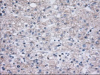 Immunohistochemistry-Paraffin: C15orf40 Antibody (2B7) [NBP2-02751] Staining of paraffin-embedded Human liver tissue using anti-C15orf40 mouse monoclonal antibody.