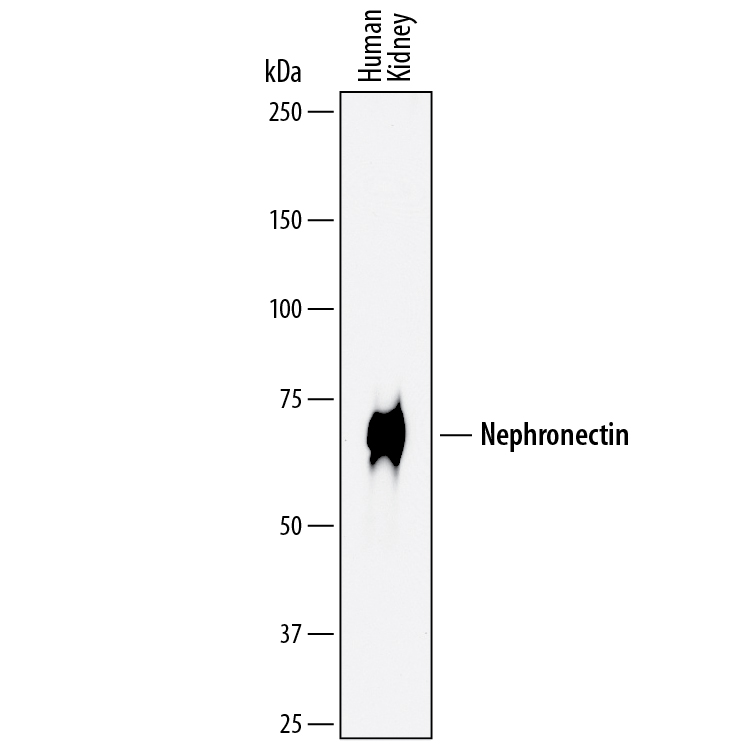 Western blot shows lysates of human kidney tissue. PVDF membrane was probed with 2 µg/mL of Mouse Anti-Human/Mouse Nephronectin Monoclonal Antibody (Catalog # MAB8025) followed by HRP-conjugated Anti-Mouse IgG Secondary Antibody (Catalog # HAF007). A specific band was detected for Nephronectin at approximately 70 kDa (as indicated). This experiment was conducted under reducing conditions and using Immunoblot Buffer Group 1.