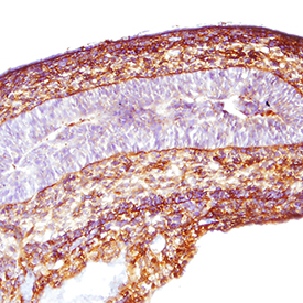 Nephronectin was detected in immersion fixed frozen sections of mouse embryonic intestine (13 d.p.c.) using Mouse Anti-Human/Mouse Nephronectin Monoclonal Antibody (Catalog # MAB8025) at 5 µg/mL for 1 hour at room temperature followed by incubation with the Anti-Mouse IgG VisUCyte™ HRP Polymer Antibody (Catalog # VC001). Tissue was stained using DAB (brown) and counterstained with hematoxylin (blue). Specific staining was localized to connective tissue. View our protocol for IHC Staining with VisUCyte HRP Polymer Detection Reagents.