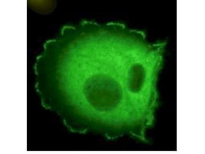 Immunocytochemistry/Immunofluorescence: NEDD9/CASL/HEF1 Antibody (2G9) [NB100-1699] - Detection of HEF1 localized at focal adhesion sites. The antibody was used at a 1:500 dilution with a 3-sec exposure time.