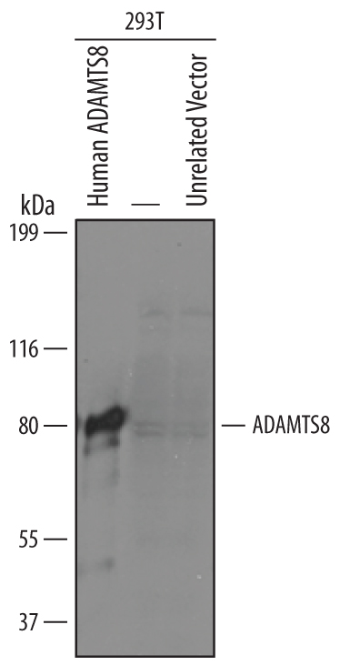 Western blot shows lysates of 293T human embryonic kidney cell line either transfected with human ADAMTS8, mock transfected (-), or transfected with an unrelated vector. PVDF Membrane was probed with 1 µg/mL of Human ADAMTS8 Antigen Affinity-purified Polyclonal Antibody (Catalog # AF6614) followed by HRP-conjugated Anti-Sheep IgG Secondary Antibody (Catalog # HAF016). A specific band was detected for ADAMTS8 at approximately 80-85 kDa (as indicated). This experiment was conducted under reducing conditions and using Immunoblot Buffer Group 8.