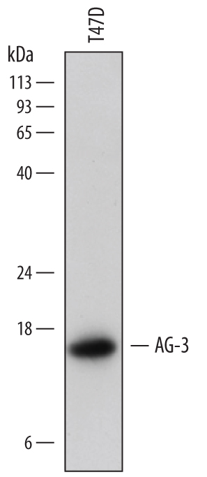 Western blot shows lysates of T47D human breast cancer cell line. PVDF membrane was probed with 1 µg/mL of Mouse Anti-Human AG‑3 Monoclonal Antibody (Catalog # MAB6307) followed by HRP-conjugated Anti-Mouse IgG Secondary Antibody (Catalog # HAF018). A specific band was detected for AG‑3 at approximately 16 kDa (as indicated). This experiment was conducted under reducing conditions and using Immunoblot Buffer Group 1.