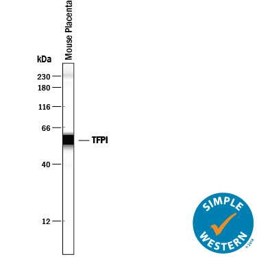 Simple Western lane view shows lysates of mouse placenta tissue, loaded at 0.2 mg/mL. A specific band was detected for TFPI at approximately 50-60 kDa (as indicated) using 100 µg/mL of Goat Anti-Mouse TFPI Antigen Affinity-purified Polyclonal Antibody (Catalog # AF2975) followed by 1:50 dilution of HRP-conjugated Anti-Goat IgG Secondary Antibody (Catalog # HAF109). This experiment was conducted under reducing conditions and using the 12-230 kDa separation system.