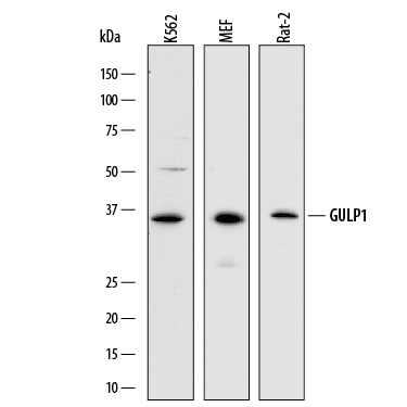 Western blot shows lysates of K562 human chronic myelogenous leukemia cell line, MEF mouse embryonic feeder cells, and Rat‑2 rat embryonic fibroblast cell line. PVDF membrane was probed with 1 µg/mL of Sheep Anti-Human/Mouse/Rat GULP1/CED-6 Antigen Affinity-purified Polyclonal Antibody (Catalog # AF7978) followed by HRP-conjugated Anti-Sheep IgG Secondary Antibody (Catalog # HAF016). A specific band was detected for GULP1/CED-6 at approximately 36 kDa (as indicated). This experiment was conducted under reducing conditions and using Immunoblot Buffer Group 1.