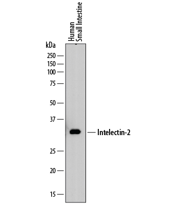 Western blot shows lysates of human small intestine tissue. PVDF membrane was probed with 2 µg/mL of Mouse Anti-Human Intelectin‑2 Monoclonal Antibody (Catalog # MAB8004) followed by HRP-conjugated Anti-Mouse IgG Secondary Antibody (Catalog # HAF018). A specific band was detected for Intelectin‑2 at approximately 35 kDa (as indicated). This experiment was conducted under reducing conditions and using Immunoblot Buffer Group 1.