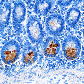 Intelectin‑2 was detected in formalin fixed paraffin-embedded sections of human small intestine using Mouse Anti-Human Intelectin‑2 Monoclonal Antibody (Catalog # MAB8004) at 5 µg/mL overnight at 4 °C. Tissue was stained using the Anti-Mouse HRP-DAB Cell & Tissue Staining Kit (brown; Catalog # CTS002) and counterstained with hematoxylin (blue). Specific staining was localized to Paneth cells in intestinal glands. View our protocol for Chromogenic IHC Staining of Paraffin-embedded Tissue Sections.