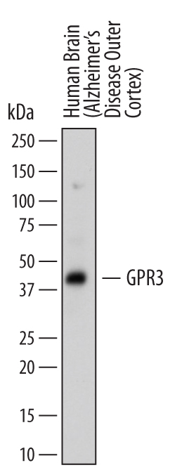 Western blot shows lysates of human brain (Alzheimer's disease outer cortex) tissue. PVDF membrane was probed with 2 µg/mL of Mouse Anti-Human GPR3 Monoclonal Antibody (Catalog # MAB7429) followed by HRP-conjugated Anti-Mouse IgG Secondary Antibody (Catalog # HAF007). A specific band was detected for GPR3 at approximately 40 kDa (as indicated). This experiment was conducted under reducing conditions and using Immunoblot Buffer Group 1.