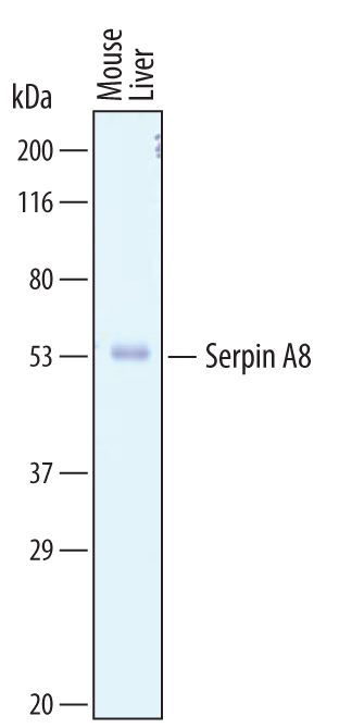Western blot shows lysates of mouse liver tissue. PVDF membrane was probed with 1 µg/mL of Sheep Anti-Mouse Serpin A8/Angiotensinogen Antigen Affinity-purified Polyclonal Antibody (Catalog # AF6966) followed by HRP-conjugated Anti-Sheep IgG Secondary Antibody (Catalog # HAF016). A specific band was detected for Serpin A8/Angiotensinogen at approximately 55 kDa (as indicated). This experiment was conducted under reducing conditions and using Immunoblot Buffer Group 8.