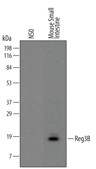 Western blot shows lysates of mouse small intestine tissue. PVDF membrane was probed with 2 µg/mL of Mouse Reg3B Monoclonal Antibody (Catalog # MAB5110) followed by HRP-conjugated Anti-Rat IgG Secondary Antibody (Catalog # HAF005). A specific band was detected for Reg3B at approximately 17 kDa (as indicated). This experiment was conducted under reducing conditions and using Immunoblot Buffer Group 1.