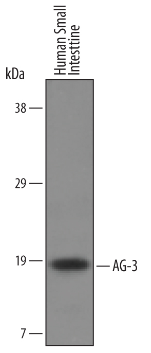Western blot shows lysates of human small intestine tissue. PVDF Membrane was probed with 0.5 µg/mL of Human AG‑3 Antigen Affinity-purified Polyclonal Antibody (Catalog # AF6307) followed by HRP-conjugated Anti-Sheep IgG Secondary Antibody (Catalog # HAF016). A specific band was detected for AG‑3 at approximately 19kDa (as indicated). This experiment was conducted under reducing conditions and using Immunoblot Buffer Group 1.