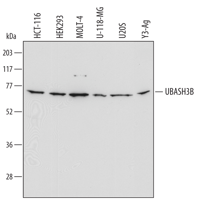 Western blot shows lysates of HCT‑116 human colorectal carcinoma cell line, HEK293 human embryonic kidney cell line, MOLT‑4 human acute lymphoblastic leukemia cell line, U‑118‑MG human glioblastoma/astrocytoma cell line, U2OS human osteosarcoma cell line, and Y3‑Ag rat myeloid cell line. PVDF Membrane was probed with 2 µg/mL of Human/Rat UBASH3B/STS1 Antigen Affinity-purified Polyclonal Antibody (Catalog # AF6696) followed by HRP-conjugated Anti-Sheep IgG Secondary Antibody (Catalog # HAF016). A specific band was detected for UBASH3B/STS1 at approximately 72 kDa (as indicated). This experiment was conducted under reducing conditions and using Immunoblot Buffer Group 1.