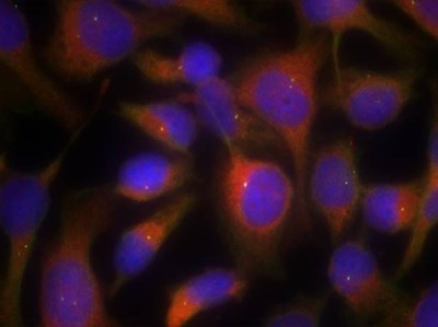Immunocytochemistry/Immunofluorescence: Myosin Light Chain 2 Antibody [NB100-82061] - Staining of methanol-fixed Hela cells using Myosin Light Chain 2 (Ab-18) antibody
