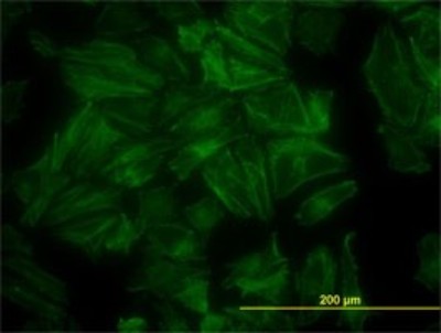 Immunocytochemistry/Immunofluorescence: PDLIM7 Antibody (2D6) [H00009260-M01] - Analysis of monoclonal antibody to PDLIM7 on HeLa cell. Antibody concentration 10 ug/ml.