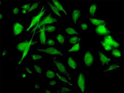 Immunocytochemistry/Immunofluorescence: NM23-H2/NME2 Antibody (1E4) [H00004831-M11] - Analysis of monoclonal antibody to NME2 on HeLa cell. Antibody concentration 10 ug/ml