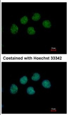 Immunocytochemistry/Immunofluorescence: COBRA1 Antibody [NBP2-15935] - Immunofluorescence analysis of methanol-fixed H1299, using antibody at 1:500 dilution.