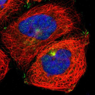 Immunocytochemistry/Immunofluorescence: Myosin 5a Antibody [NBP1-92156] - Immunofluorescent staining of human cell line A-431 shows localization to microtubule organizing center & focal adhesion sites.