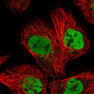 Immunocytochemistry/Immunofluorescence: DPY30 Antibody [NBP1-91848] - Immunofluorescent staining of human cell line A-431 shows localization to nucleoplasm & the Golgi apparatus.