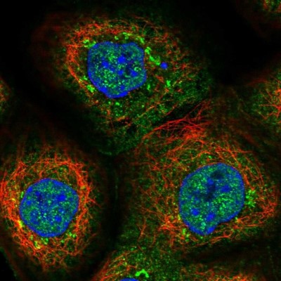 Immunocytochemistry/Immunofluorescence: PPP2R5C Antibody [NBP1-88961] - Staining of human cell line A-431 shows positivity in nucleus but not nucleoli, cytoplasm and golgi apparatus.