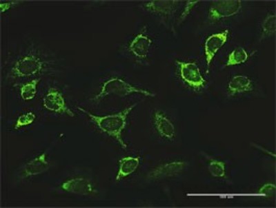 Immunocytochemistry/Immunofluorescence: LONP1 Antibody [H00009361-D01P] - Analysis of antibody to LONP1 on HeLa cell. Antibody concentration 10 ug/ml.