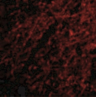 Immunocytochemistry/Immunofluorescence: GluR5/GRIK1 Antibody [NBP1-76849] - Immunofluorescence of Grik1 in Human Brain cells with Grik1 antibody at 20 ug/mL.