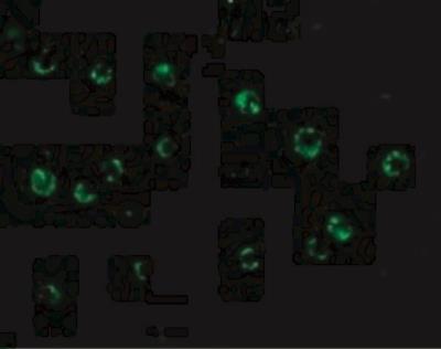 Immunocytochemistry/Immunofluorescence: CTRP6 Antibody [NBP1-77218] - Immunofluorescence of CTRP6 in Hela cells with CTRP6 antibody at 20 ug/mL.