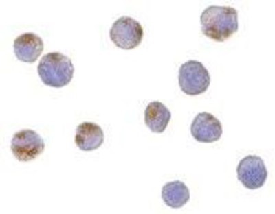 Immunocytochemistry/Immunofluorescence: CTRP6 Antibody [NBP1-77218] - HeLa cells with CTRP6 antibody at 10 ug/ml.