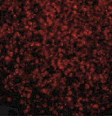 Immunofluorescence: TLR2 Antibody [NBP1-77229] - Immunofluorescence of TLR2 in Human Spleen tissue with TLR2 antibody at 10 ug/mL.