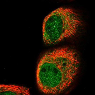 Immunocytochemistry/Immunofluorescence: MYD118 Antibody [NBP1-87990] - Immunofluorescent staining of human cell line A-431 shows localization to nucleoplasm & cytosol.