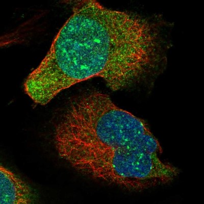 Immunocytochemistry/Immunofluorescence: MIS18A Antibody [NBP1-88944] - Immunofluorescent staining of human cell line U-2 OS shows localization to nucleus & cytosol.