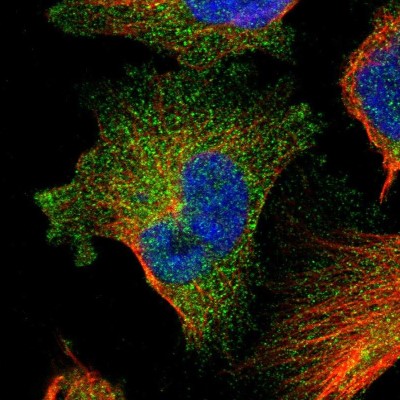 Immunocytochemistry/Immunofluorescence: FAM83G Antibody [NBP1-93771] - Immunofluorescent staining of human cell line U-251 MG shows localization to cytosol.
