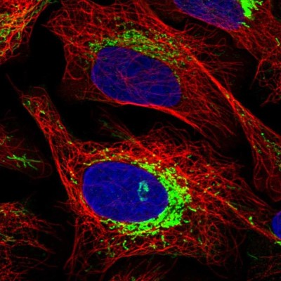 Immunocytochemistry/Immunofluorescence: ATPase Inhibitory Factor 1 Antibody [NBP1-90069] - Immunofluorescent staining of human cell line U-2 OS shows localization to mitochondria.