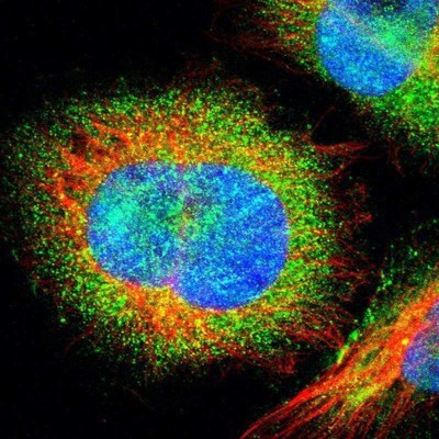Immunocytochemistry/Immunofluorescence: E74 like factor 1 Antibody [NBP1-90352] - Staining of human cell line U-251MG shows positivity in nucleus but not nucleoli and cytoplasm.