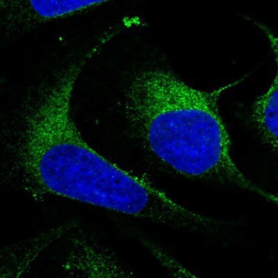 Immunocytochemistry/Immunofluorescence: ARMER Antibody [NBP1-91681] - Staining of human cell line U-2 OS shows positivity in endoplasmic reticulum.