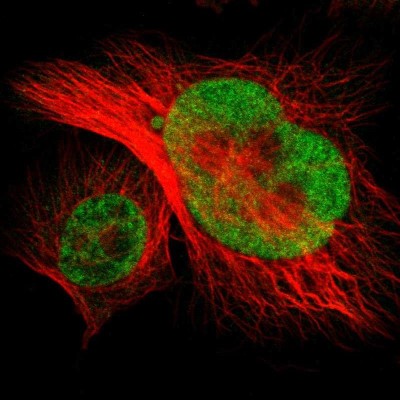 Immunocytochemistry/Immunofluorescence: NSRP1 Antibody [NBP1-90548] - Immunofluorescent staining of human cell line U-251 MG shows localization to nucleoplasm.