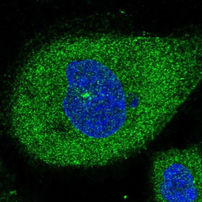 Immunocytochemistry/Immunofluorescence: XTP12 Antibody [NBP1-90533] - Staining of human cell line A-431 shows positivity in cytoplasm.