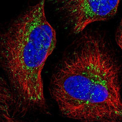 Immunocytochemistry/Immunofluorescence: NDUFA12 Antibody [NBP1-88935] - Staining of human cell line U-2 OS shows positivity in mitochondria.