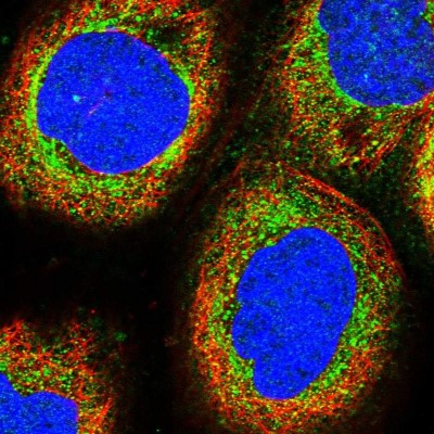 Immunocytochemistry/Immunofluorescence: MRPS9 Antibody [NBP2-30501] - Immunofluorescent staining of human cell line A-431 shows localization to mitochondria.
