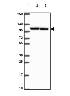 Western Blot: Importin 11 Antibody [NBP2-49505] - Lane 1: Marker [kDa] 250, 130, 95, 72, 55, 36, 28, 17, 10Lane 2: Human cell line RT-4 Lane 3: Human cell line U-251 MG