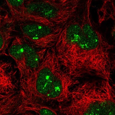 Immunocytochemistry/Immunofluorescence: Importin 11 Antibody [NBP2-49505] - Staining of human cell line CACO-2 shows localization to nucleus & nucleoli fibrillar center.