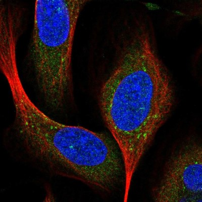 Immunocytochemistry/Immunofluorescence: Syntaxin 16 Antibody [NBP1-92468] - Immunofluorescent staining of human cell line U-2 OS shows localization to vesicles.