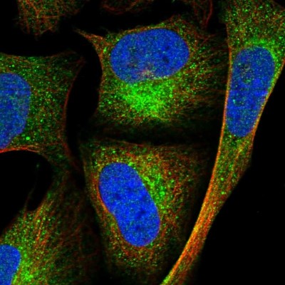 Immunocytochemistry/Immunofluorescence: FAM82A Antibody [NBP1-87934] - Immunofluorescent staining of human cell line U-2 OS shows localization to cytosol.