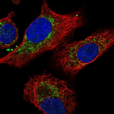 Immunocytochemistry/Immunofluorescence: IDH3B Antibody [NBP2-14114] - Immunofluorescent staining of human cell line A549 shows localization to mitochondria.