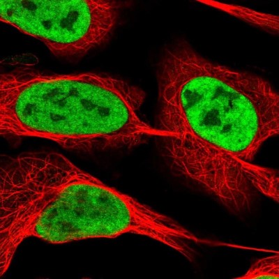 Immunocytochemistry/Immunofluorescence: RBM12 Antibody [NBP2-13208] - Immunofluorescent staining of human cell line U-2 OS shows localization to nucleoplasm.