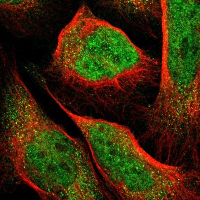 Immunocytochemistry/Immunofluorescence: PCTAIRE2 Antibody [NBP1-87316] - Staining of human cell line U-2 OS shows positivity in nucleus but not nucleoli and cytoplasm.
