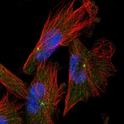 Immunocytochemistry/Immunofluorescence: CAPS2 Antibody [NBP1-85855] - Immunofluorescent staining of human cell line U-251 MG shows localization to centrosome.