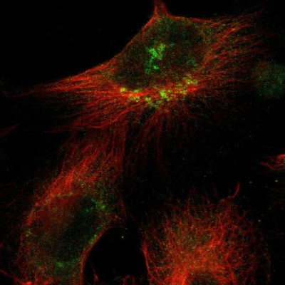Immunocytochemistry/Immunofluorescence: SNF1LK2/SIK2 Antibody [NBP1-85114] - Immunofluorescent staining of human cell line U-251 MG shows localization to the Golgi apparatus.