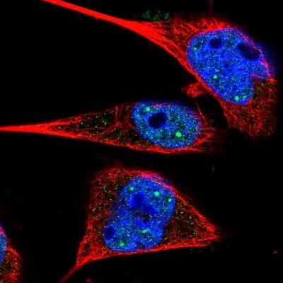 Immunocytochemistry/Immunofluorescence: MS4A3 Antibody [NBP1-86543] - Staining  of human cell line U-251MG shows positivity in nuclei but not nucleoli.