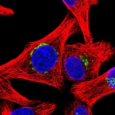 Immunocytochemistry/Immunofluorescence: Golgin 97 Antibody [NBP2-38528] - Immunofluorescent staining of human cell line A549 shows localization to the Golgi apparatus.