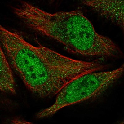 Immunocytochemistry/Immunofluorescence: GEMIN8 Antibody [NBP1-83925] - Immunofluorescent staining of human cell line U-2 OS shows localization to nucleoplasm & cytosol.